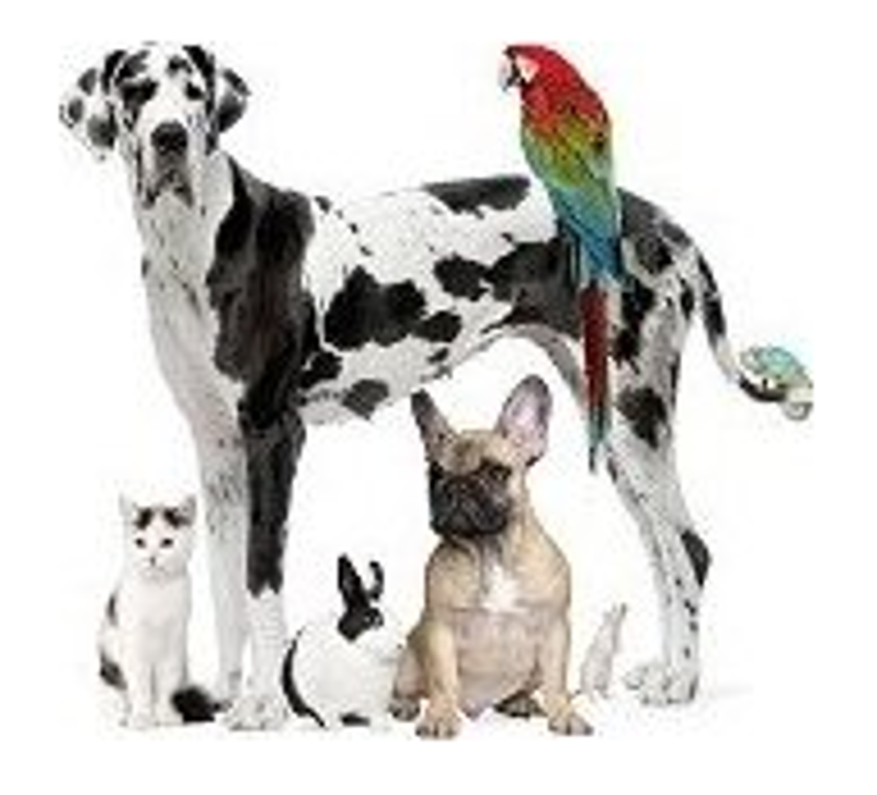 Discount Pet Meds Coupons & Promo Codes